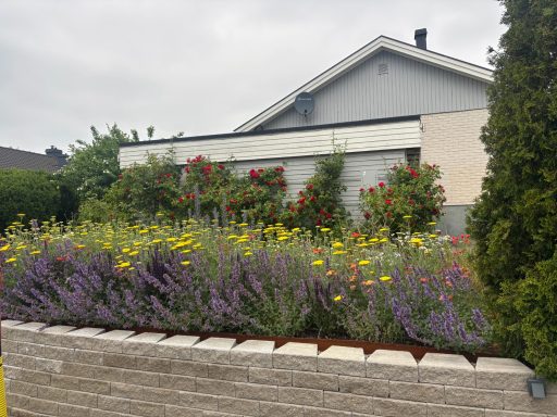 Äng En blomstrande trädgård med lavendel, rosor och gula blommor framför ett hus.