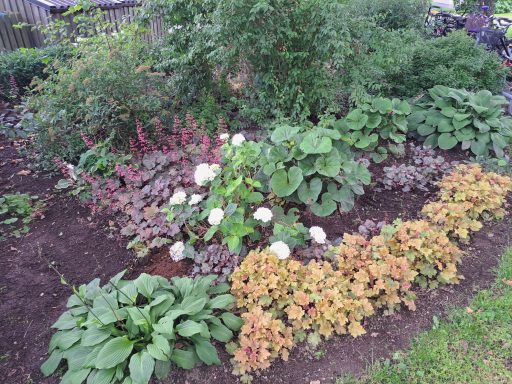 Funkia Blomsterbädd med varierande plantor och färgglada blommor i grönskande trädgård.