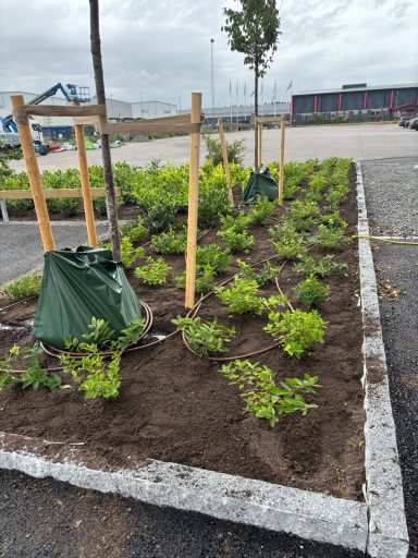 Plantering Nyplanterade buskar i en anlagd rabatt med stödpinnar och grönsäckar.